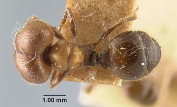 Media type: image;   Entomology 9138 Aspect: habitus dorsal view